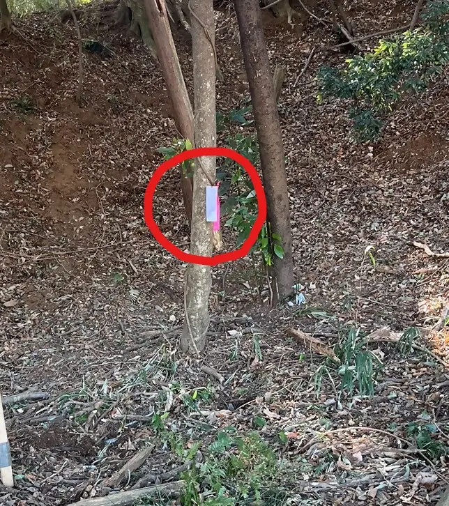 イノシシ捕獲用くくり罠が設置してあることを表すリボンの写真