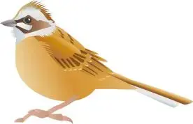 イラスト：野鳥2