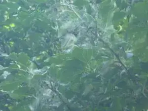 写真：アメリカシロヒトリ(毛虫)