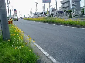 写真：国道294号線の道路沿い