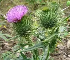 写真：アメリカオニアザミ