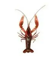 イラスト：アメリカザリガニ