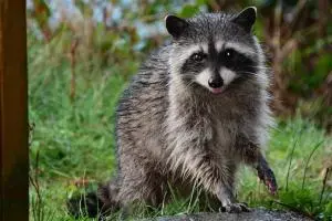 写真：アライグマ