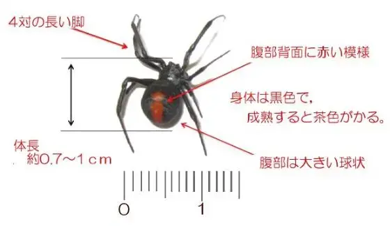 4対の長い脚、腹部背面に赤い模様、体長　約0.7～1センチ、腹部は大きい球状、身体は黒色で、成熟すると茶色がかる。