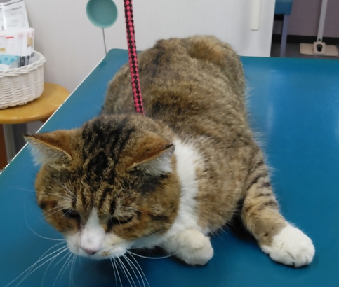 写真：番号 R6-3 猫