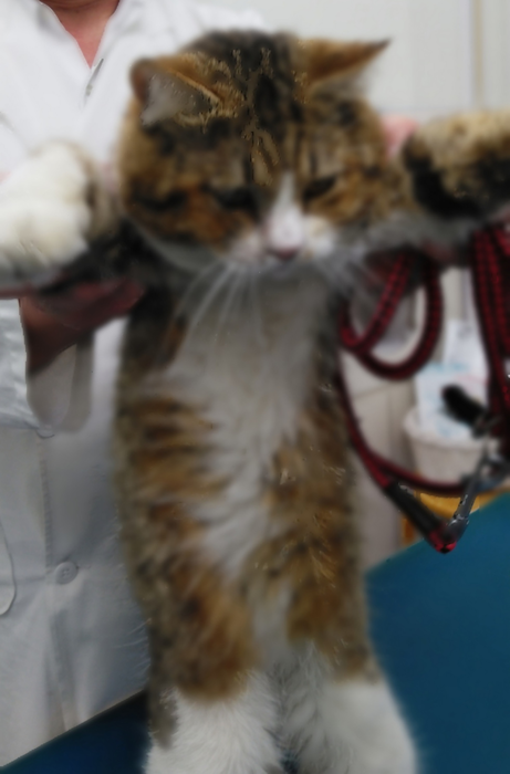 写真：番号 R6-3 猫（お腹）