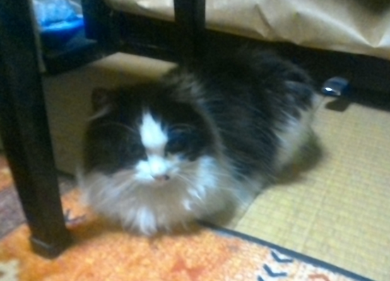 写真：番号 R7-1 猫