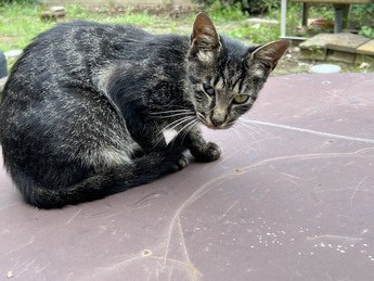 逸走した猫の写真