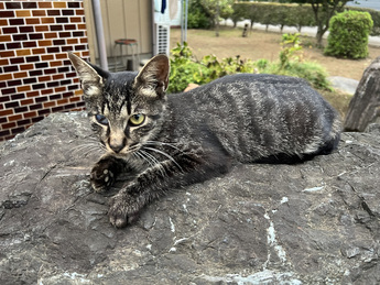 逸走した猫の写真