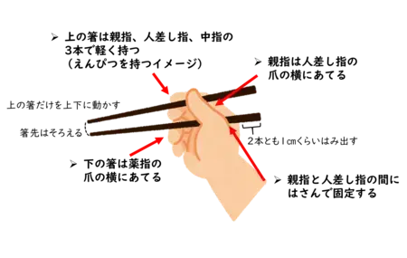 イラスト：正しい箸の持ち方