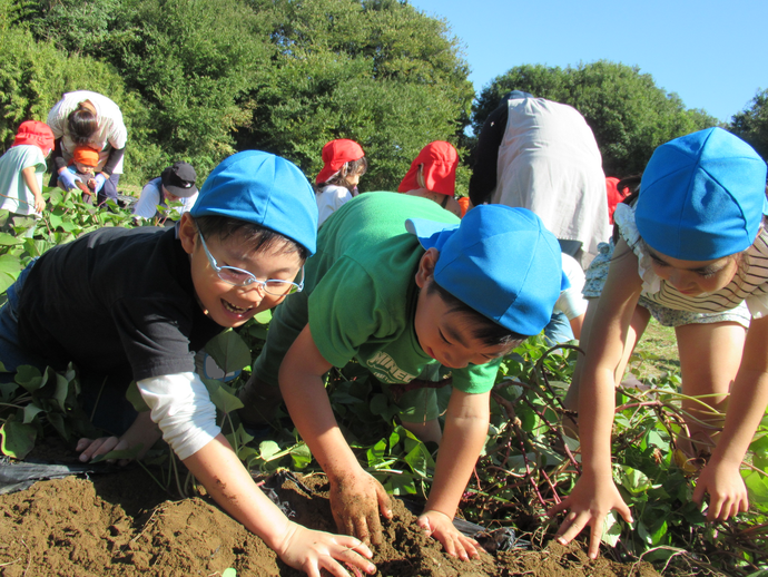 写真さつまいも掘り
