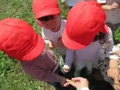 写真：テントウムシを見る子どもたち