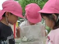 写真：上から虫かごをのぞく子ども