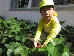 写真：イチゴを探す帽子をかぶった子