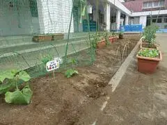 写真：花壇に植えられた苗