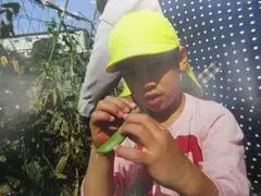 写真：豆の鞘を開いて中を覗く子