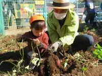 写真：お芋ほりをしている子