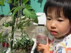 写真：心配そうな顔で、ペットボトルに入れた水でトマトの鉢に水をあげようとしている子