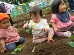 写真：芋苗をもって畑に座っている子