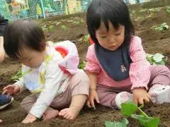 写真：土をトントン抑えている子
