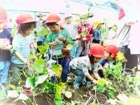 写真：いもほり（土塔中央保育所）