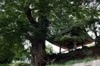 写真：ムクノキ