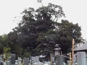 写真：スダジイ