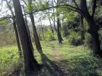 写真：林間コース（土の道）