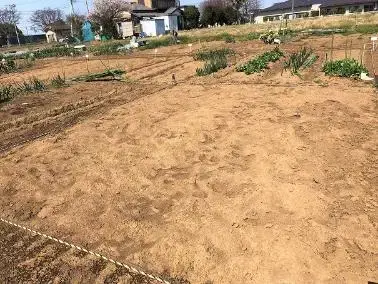 写真：原状回復された農園