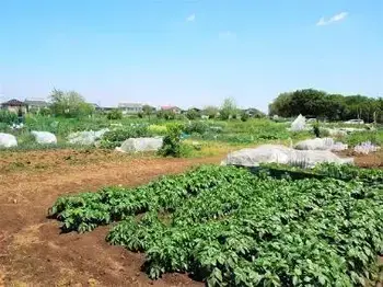 写真：農園の様子1