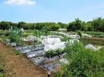 写真：農園の様子2