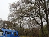 写真：枝降ろし作業1