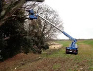 写真：枝降ろし作業2