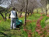 写真：除草作業の様子1
