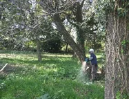 写真：枯れ木伐採の様子