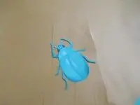 写真：青色の虫