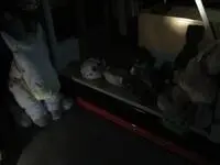 写真：真っ暗な図書館にいるぬいぐるみたちの様子