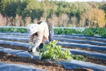 写真：農業をする女性