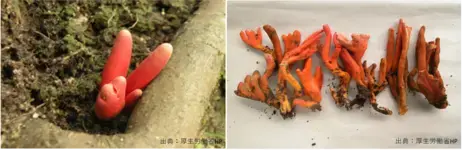 写真：カエンタケ