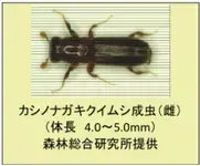 写真：カシノナガキクイムシの成虫（森林総合研究所提供）