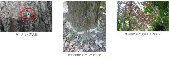 写真：ナラ枯れの特徴、カシナガ穿入孔、幹の根元に溜まった木くず、紅葉前に葉が変色したコナラ