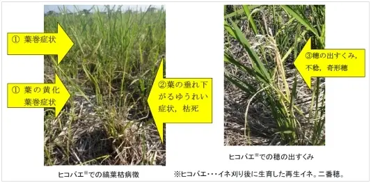 写真：イネ縞葉枯病発生状況