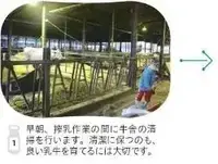 写真：早朝、搾乳作業の間に牛舎の清掃を行います。清潔に保つのも、良い乳牛を育てるには大切です。