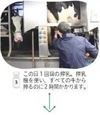 写真：この日に1回目の搾乳。搾乳機を使い、すべての牛から搾すのに2時間かかります。