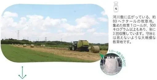 写真：河川敷に広がっている、約100ヘクタールの牧草地。集めた牧草1ロールが、500キログラム以上もあり、年に3回収穫しています。守谷とは思えないような大規模な牧草地です。