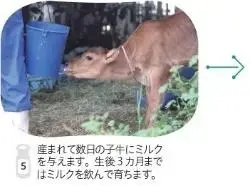 写真：産まれて数日の子牛にミルクを与えます。生後3か月まではミルクを飲んで育ちます。
