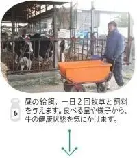 写真：昼の給餌。一日に2回牧草と飼料を与えます。食べる量や様子から、牛の健康状態を気にかけます。