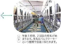 写真：午後3時頃、2回目の搾乳が始まります。生乳はバルククーラーという機械で低温に保たれます。