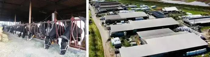 写真：牛と牛舎