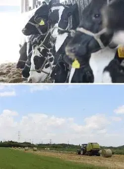 写真：牛と採草